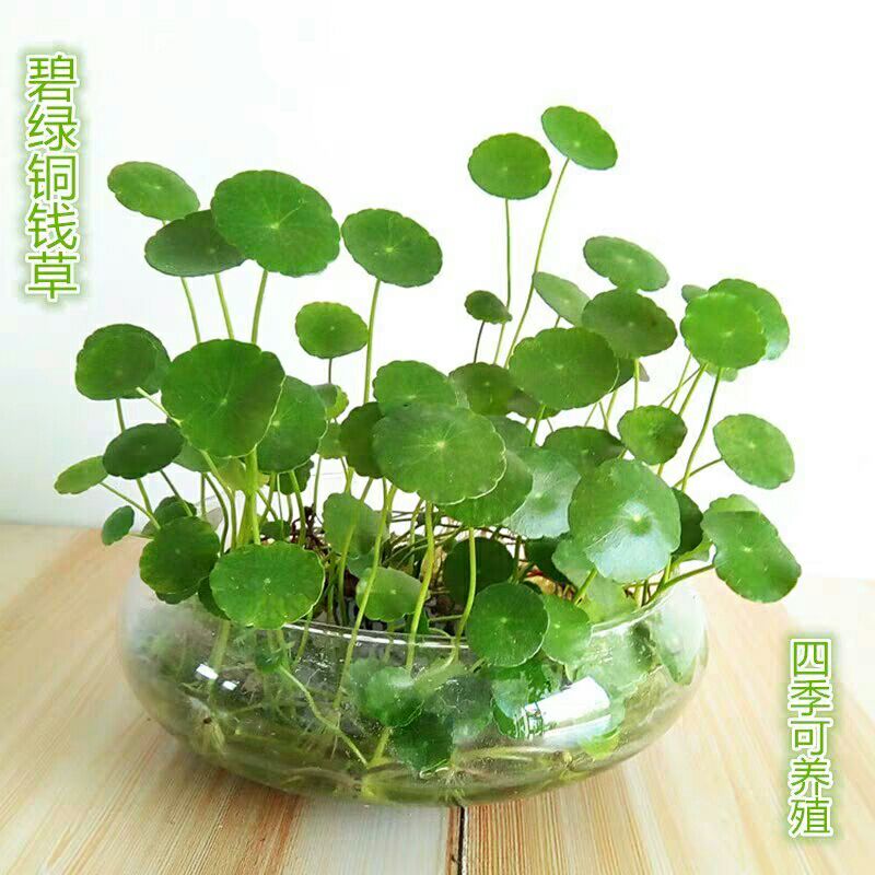  铜钱草招财水培植物办公室桌面盆栽金钱草花卉室内水养绿植净空气