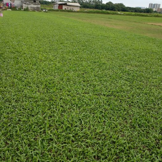 广州大叶油草