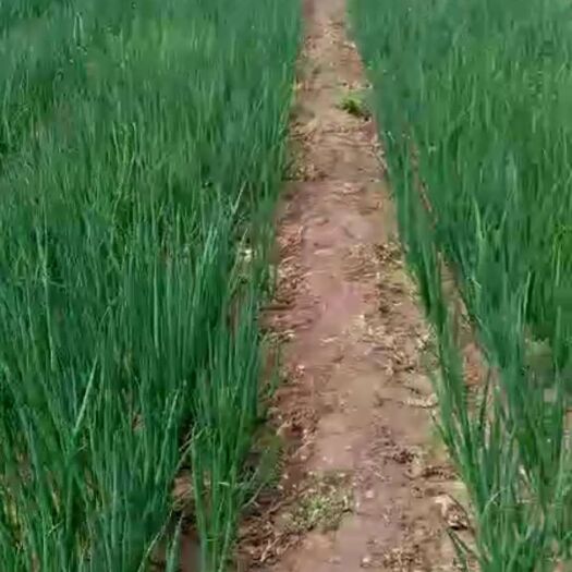 济南大葱苗  章丘葱苗提前预定中，欢迎订购