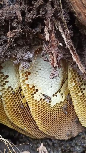 广西农家土蜂蜜 天然百花蜜 假一赔十