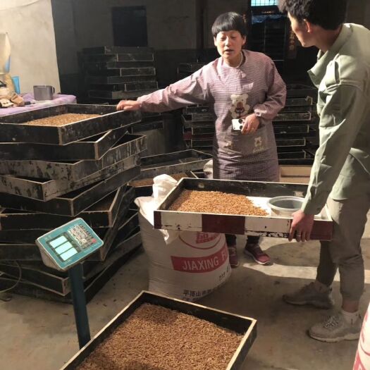 宝丰县 大山中养殖黄粉虫