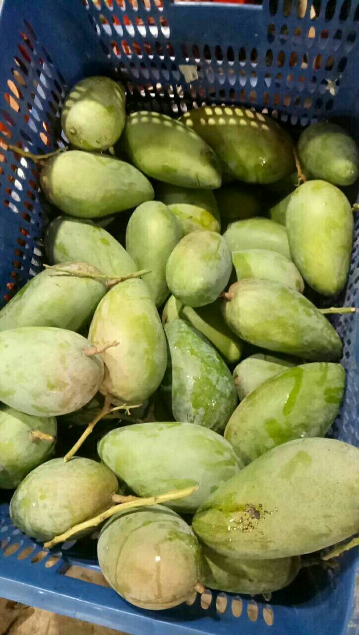  大青芒三级果