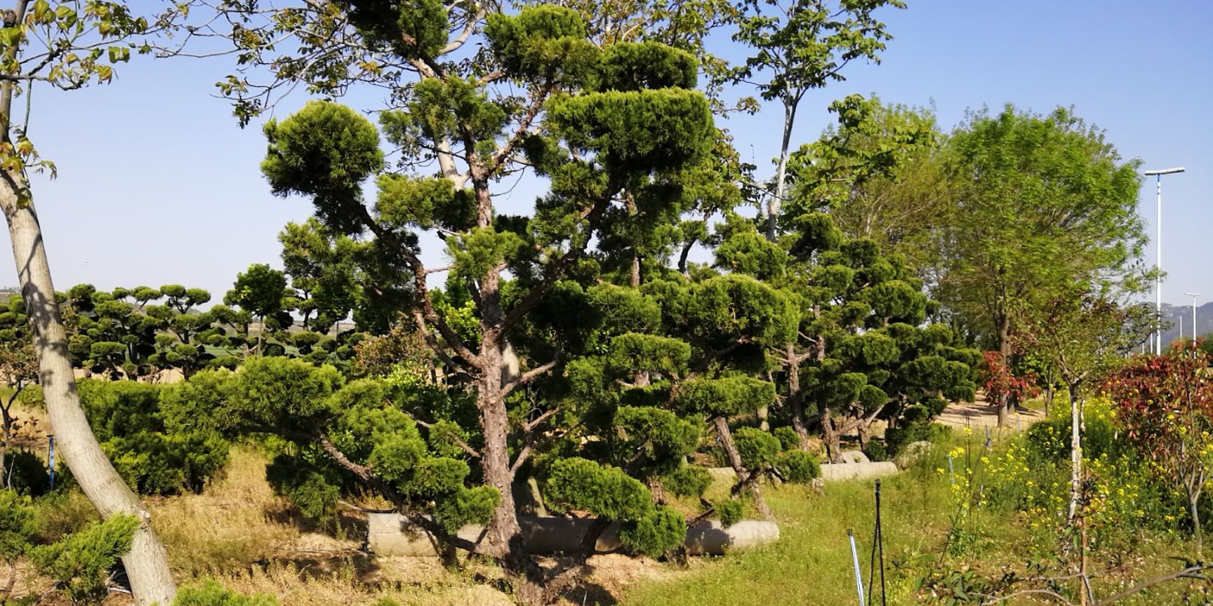 古朴苍劲 造型龙柏
