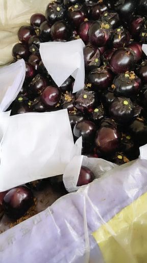 紫光圆茄大量供应中