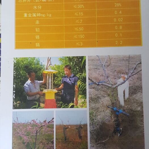谷城县 丹江黄桃，自有基地，南水北调水源地，丹江水灌溉，生态种植。