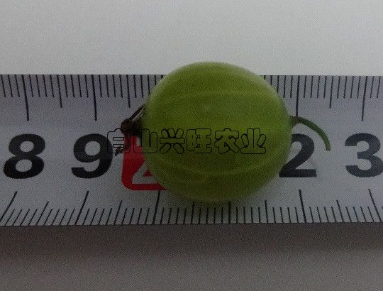  坠玉灯笼果苗3年优质苗木基地批发供应优质大果抗寒型