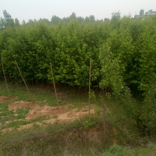 南召县木瓜树
