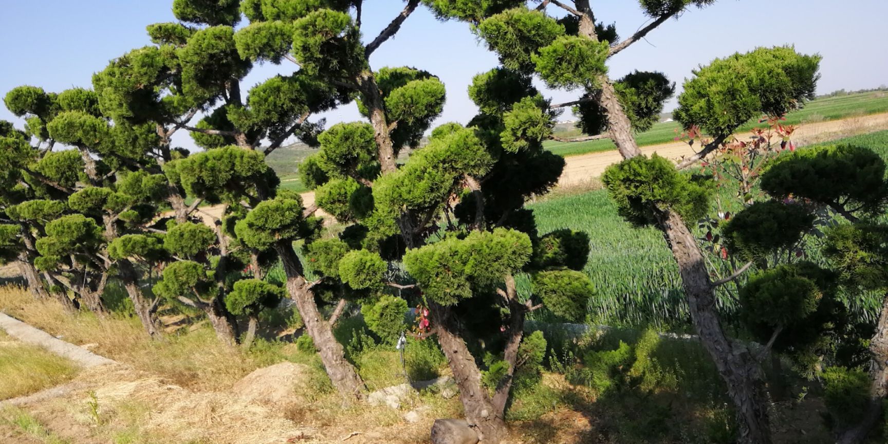  古朴苍劲 造型龙柏