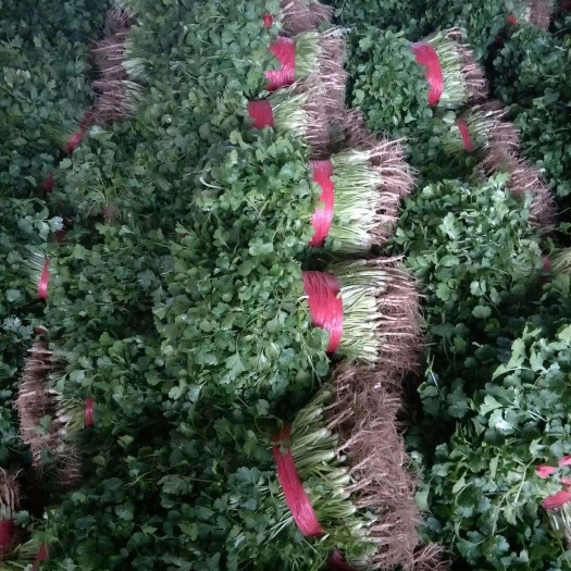 闻喜县 大叶香菜，品质优良，杆粗叶鲜大量上市