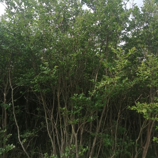 枣阳市 丛生紫薇