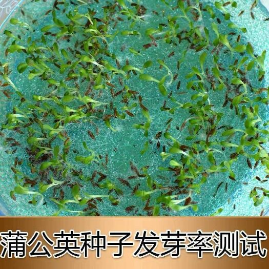 文山市蒲公英种子 婆婆丁种子 灯笼花种子 芽率95%