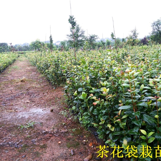 桂林 大量茶花杯苗、地苗高度20-150公分