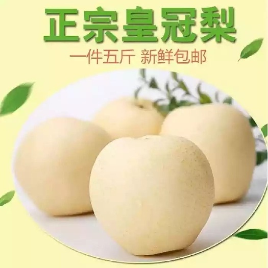 水晶梨 7月中旬有货