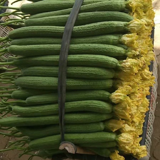 濮阳县鲜花丝瓜 50~70cm