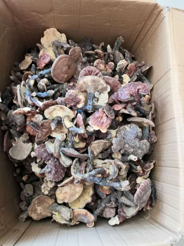  赤灵芝 货不多 只接受50公斤一下订单发整株