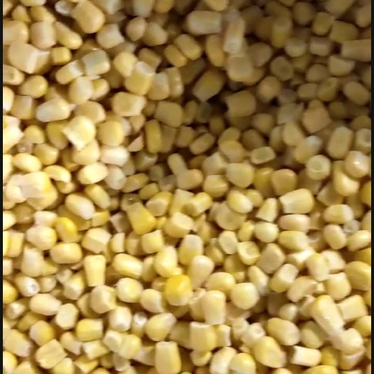 冻干玉米  优质超甜水果玉米粒