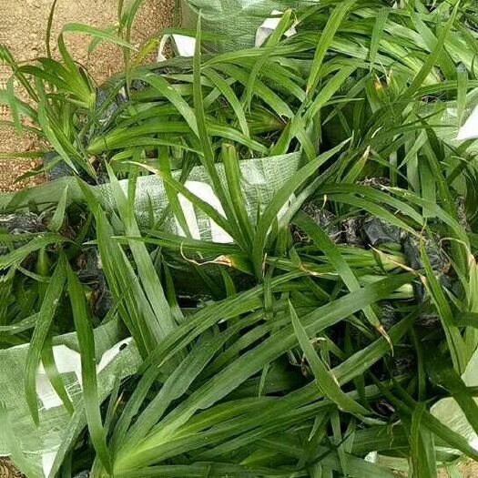 漳州燕麦草
