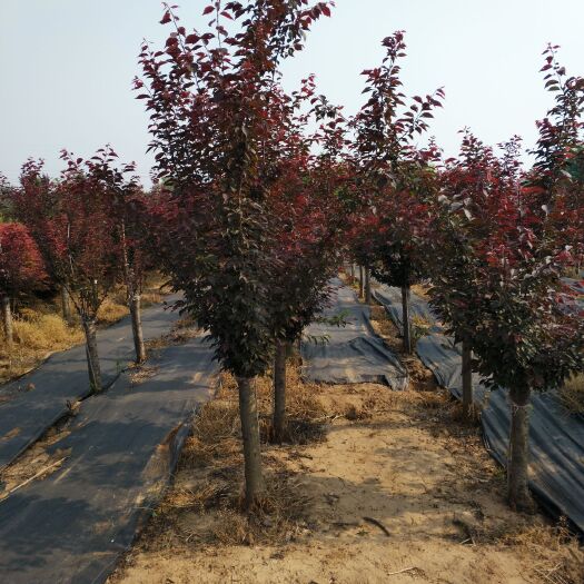 新沂市美人梅7公分