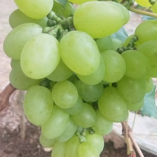 饶阳县 绿葡萄