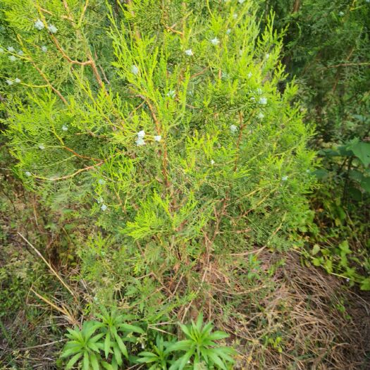 南召县1.5米侧柏