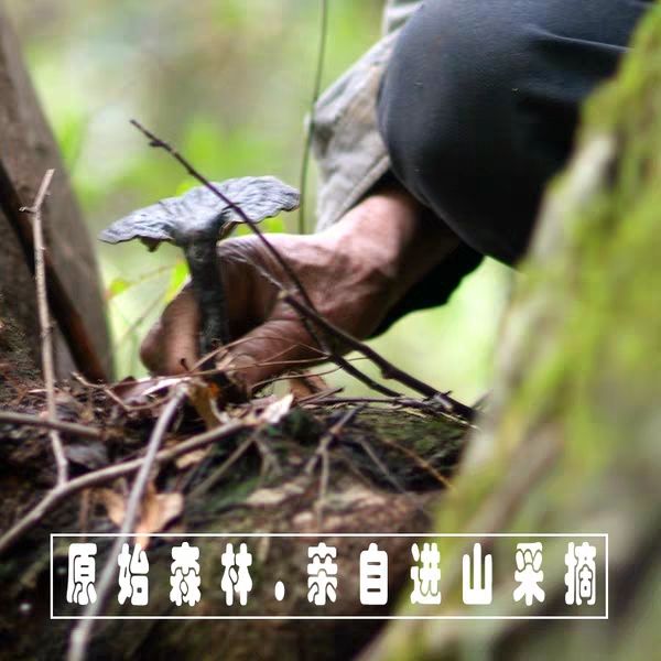  赤灵芝 货不多 只接受50公斤一下订单发整株