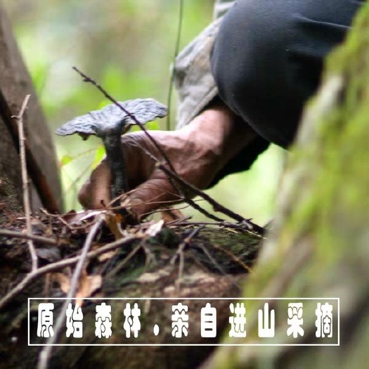 大理市 赤灵芝 货不多 只接受50公斤一下订单发整株