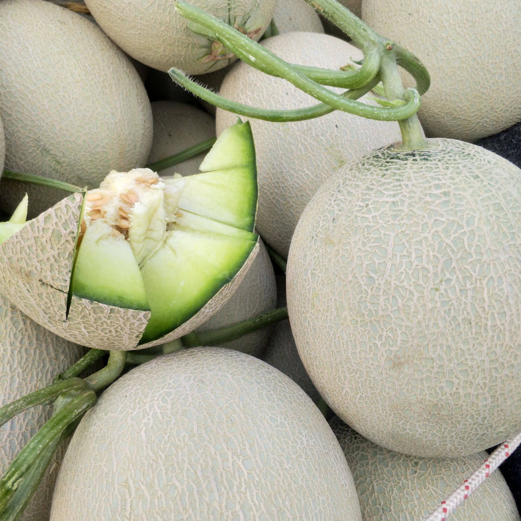 玉姑甜瓜 量大从优