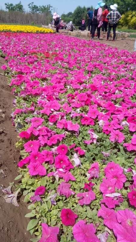 定州市 矮牵牛花