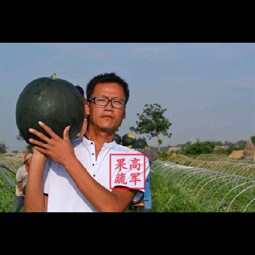 蒲城县陕西黑皮无籽西瓜品质高口感好卖的好