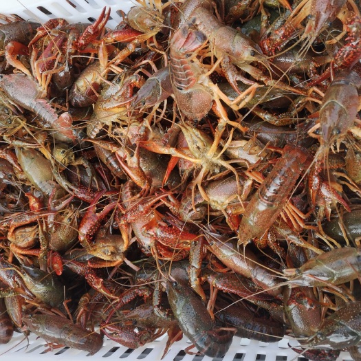 东莞市 持证经营清水小龙虾