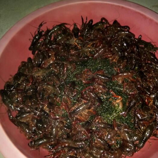 临湘市中国小龙虾 缺斤少两，假一法十。
