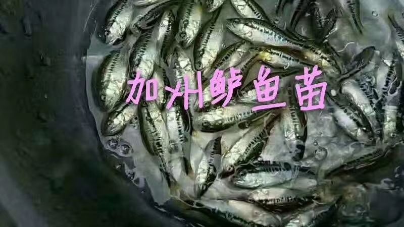 博罗县加州鲈鱼苗