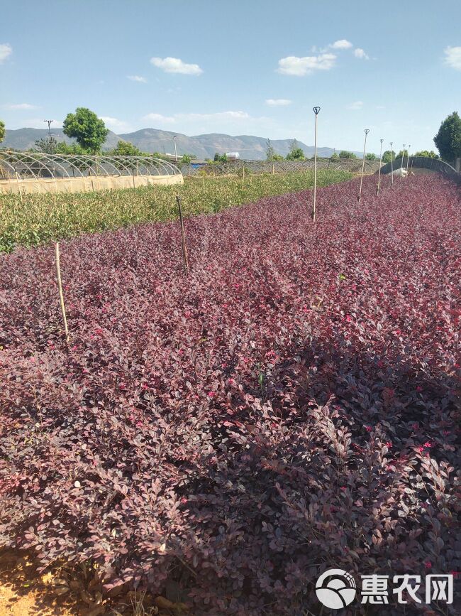 黑珍珠红继木  宜良县成芳苗圃合作社出售红花继木，十八杯苗