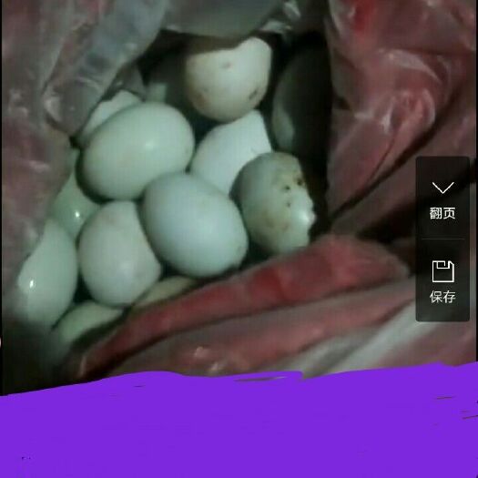 文山市 新鲜土鸭蛋，自产自销。欢迎新老顾客前来抢购。
