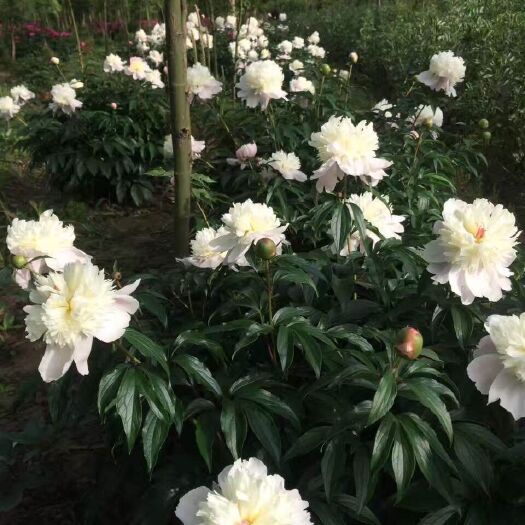 如皋市 芍药