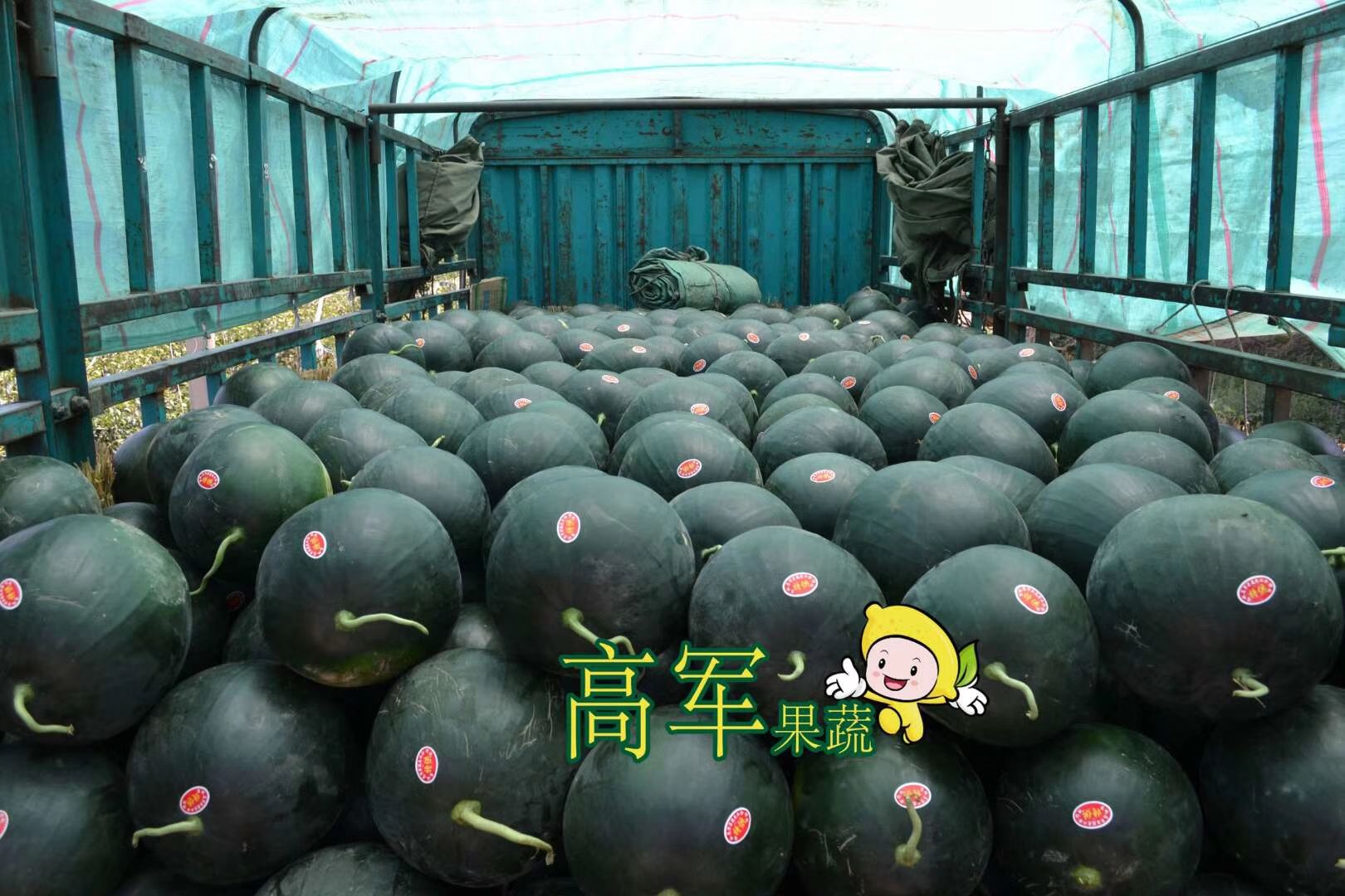 陕西黑皮无籽西瓜品质高口感好卖的好