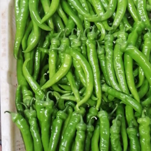昆明羊角椒 20cm以上 甜辣 靑色