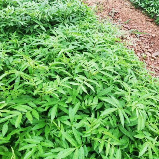 金阳县青花椒苗 二十公分以上的了，赶紧联系我了