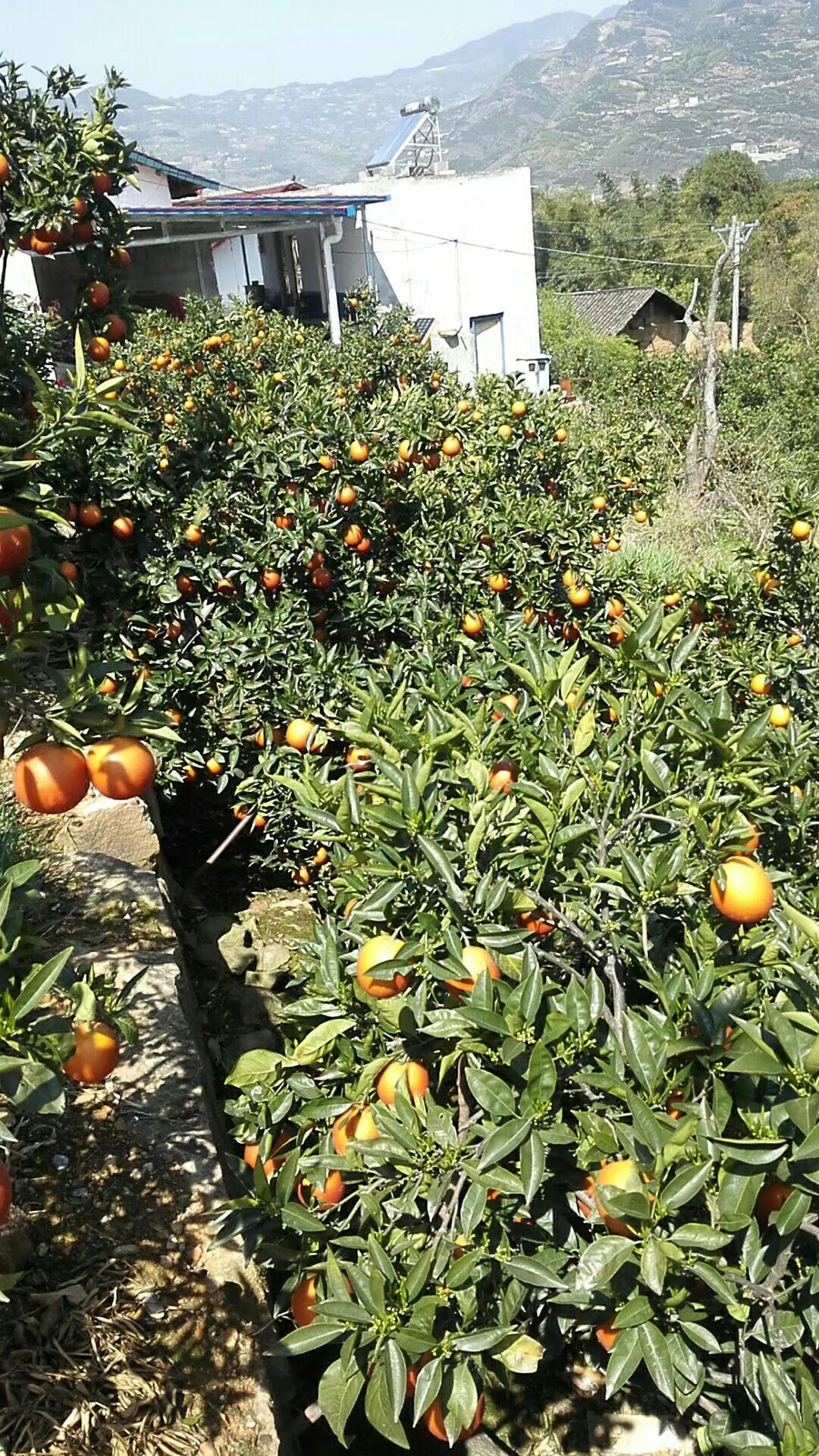 夏橙柑 秭归夏橙大量上市，欢迎前来选购