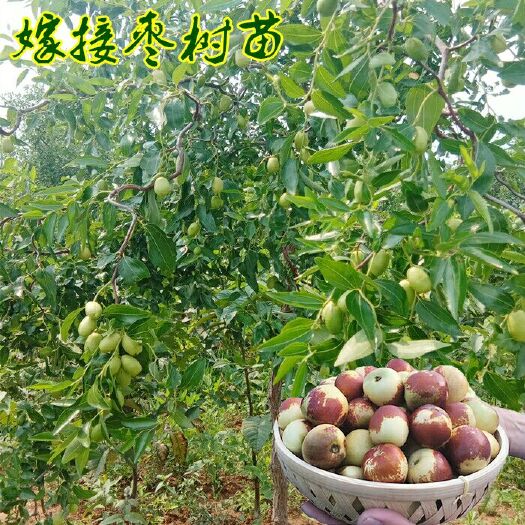 沭阳县 枣树苗沾化冬枣果树苗南方北方种植盆栽地栽当年结果嫁接枣苗包邮
