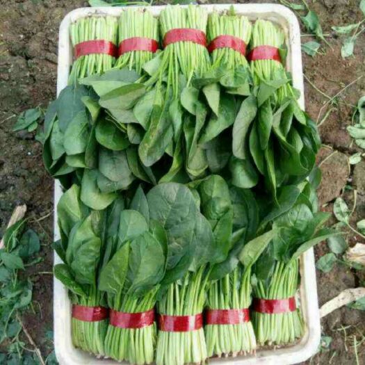 天镇县 菠菜