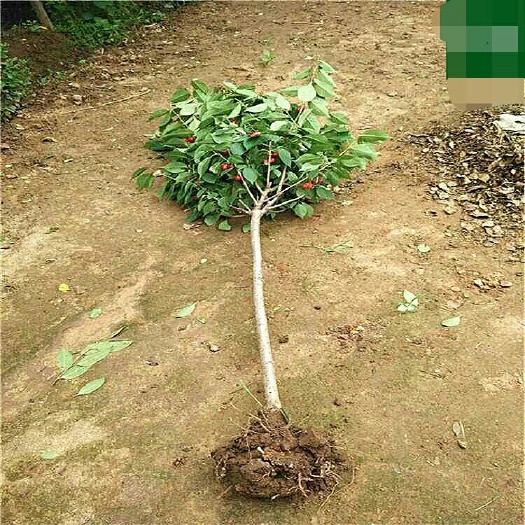 沭阳县山樱桃苗 车厘子树苗当年结果南方北方种植嫁接樱桃树苗特大盆栽地栽果树苗