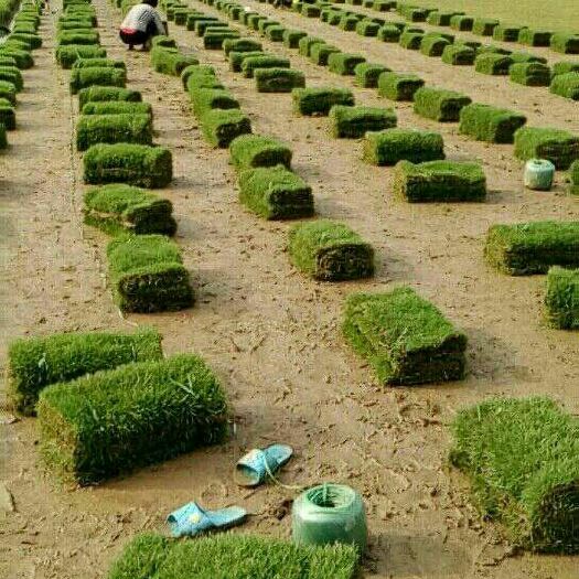 广州草