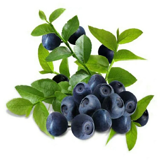 沭阳县 果树果苗 蓝莓 盆栽苗果树苗 庭院阳台可食用果苗盆栽蓝莓苗
