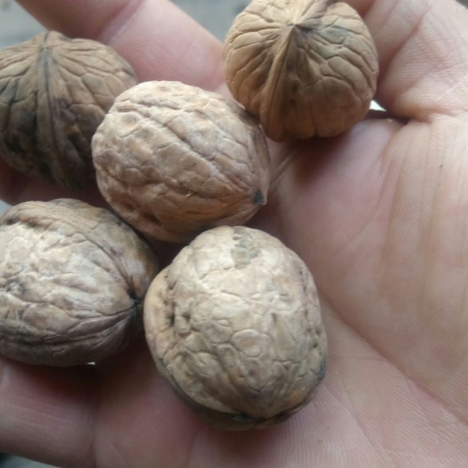 武安市 太行山花椒核桃
