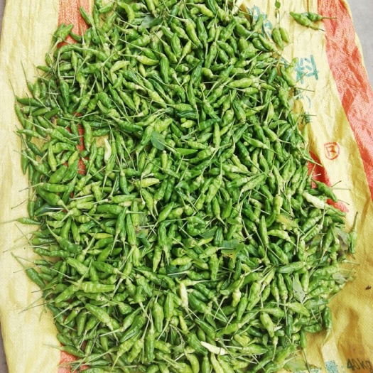 桂平市 广西辣椒 新货
中辣有需要请＋V［ad091126］