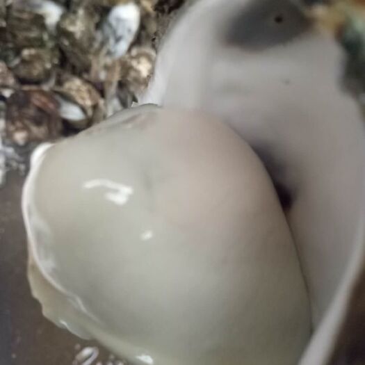 佛山湛江牡蛎 人工养殖 3-4两/只