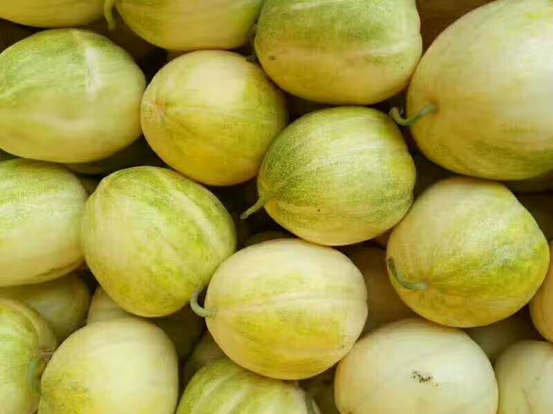 京密香瓜 精密香瓜大量有货