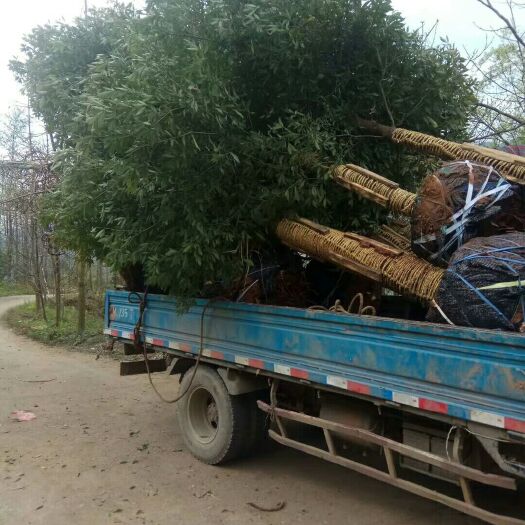 崇州市普通楠木