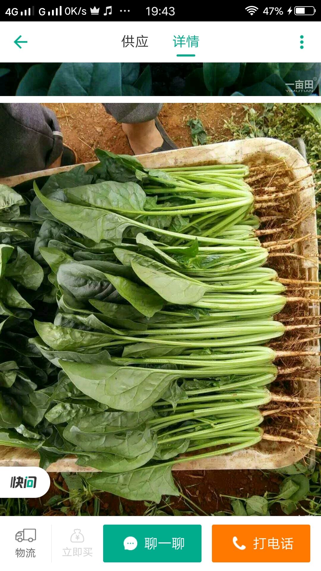  菠菜